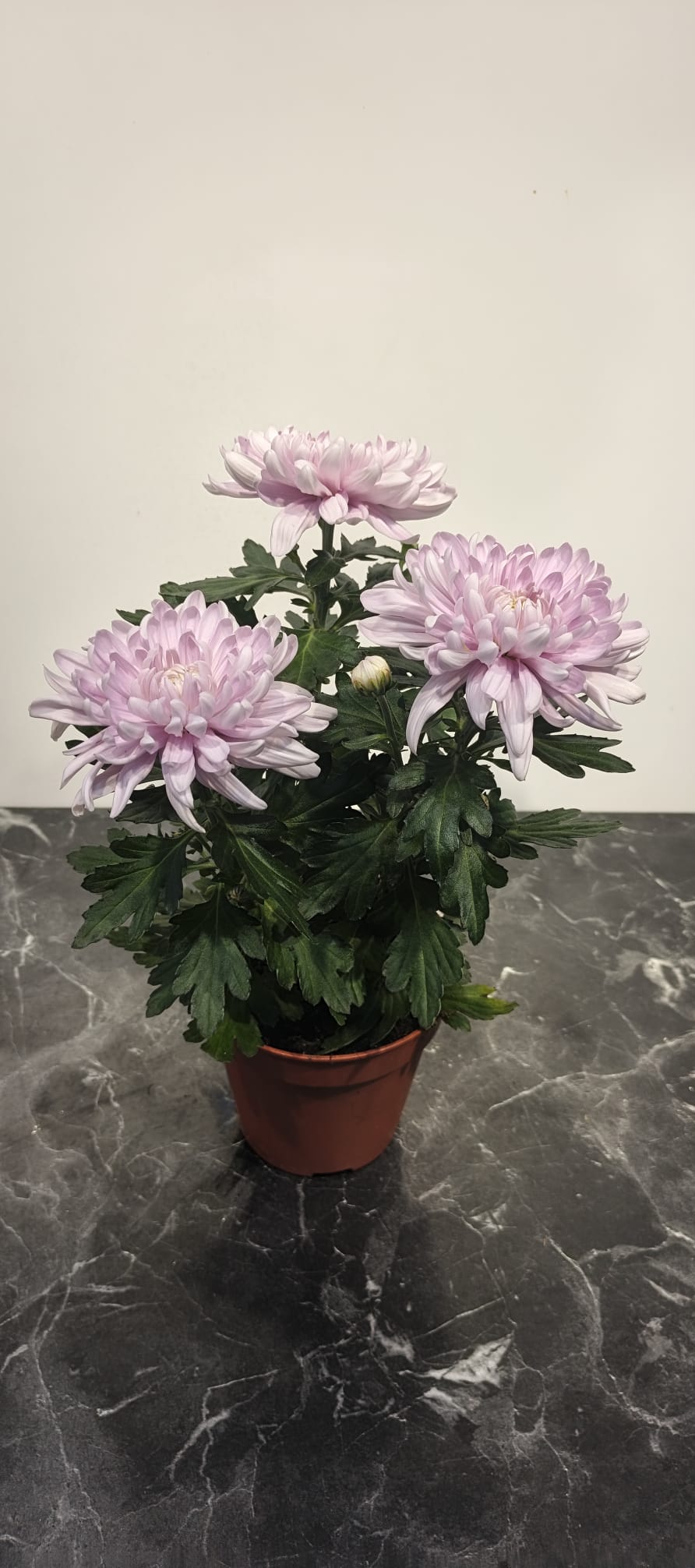 PEMBE KASIMPATI