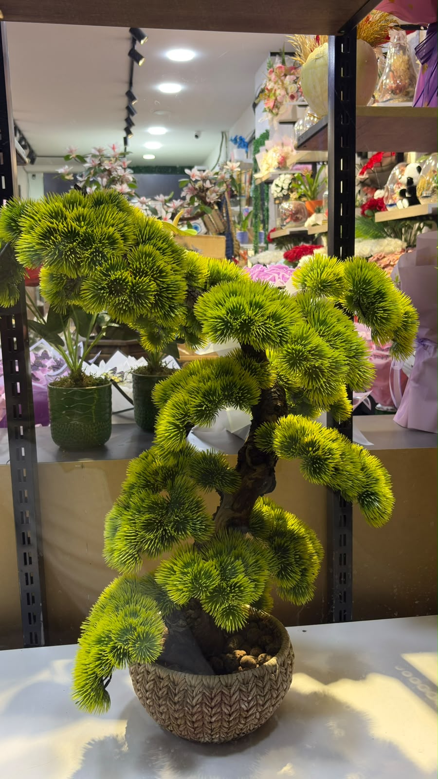 BÜYÜK BONSAİ