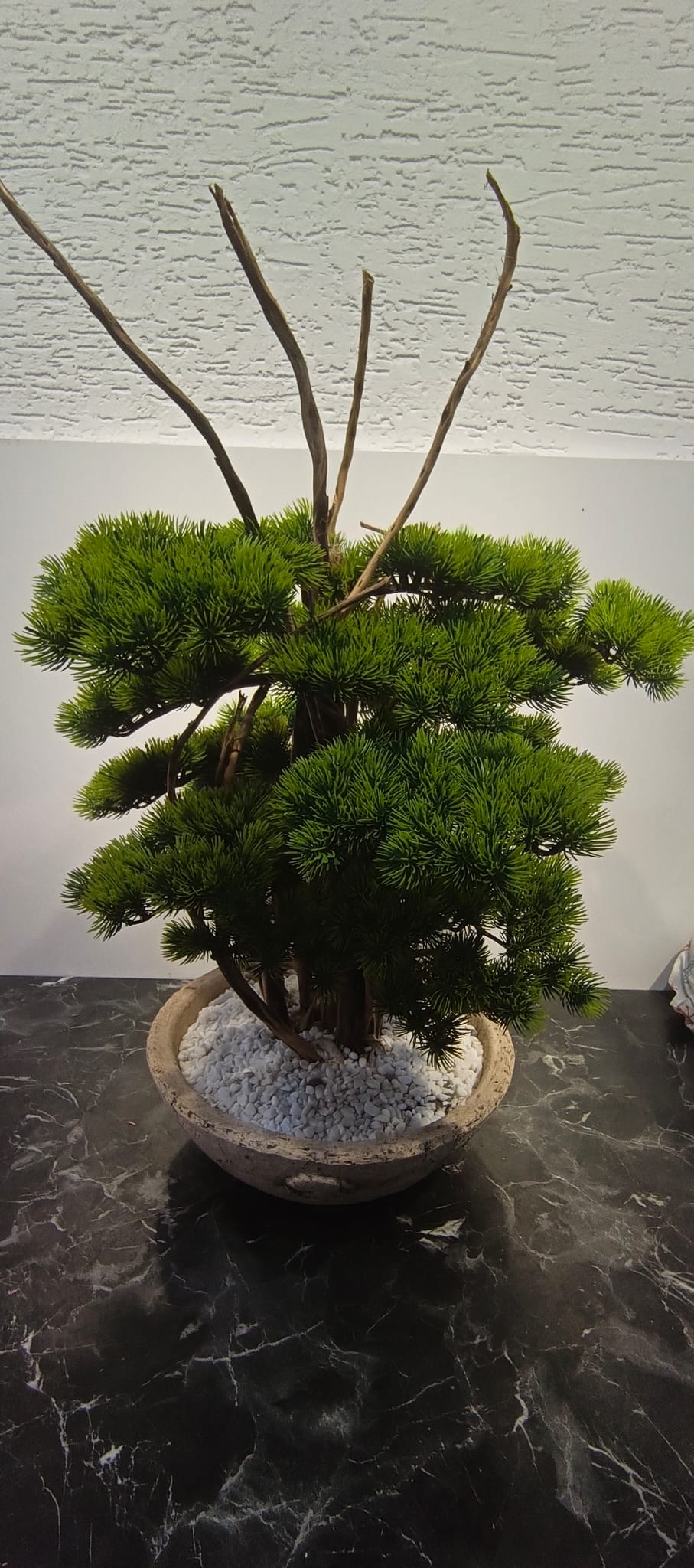 KÜÇÜK BONSAİ